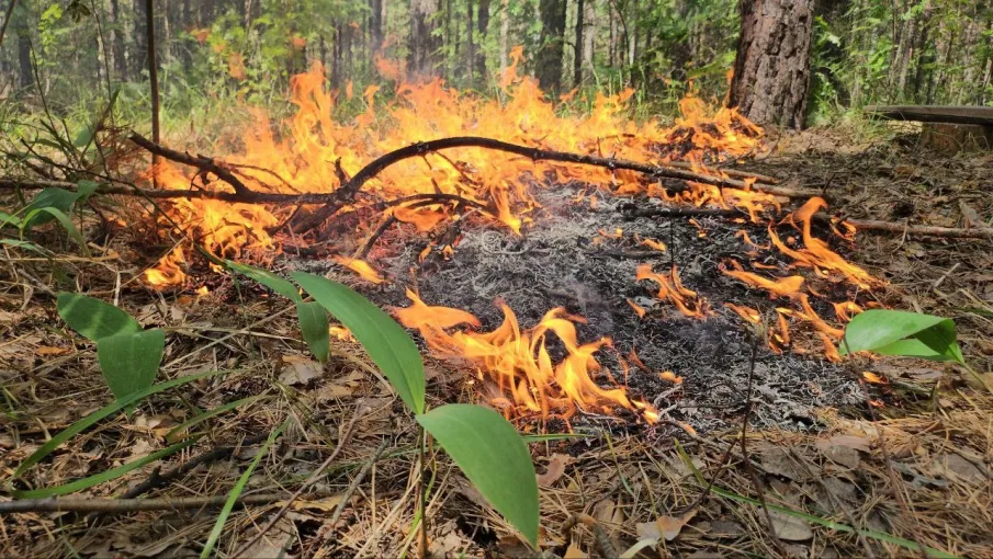 18 лесных пожаров потушили в Нижегородской области с начала пожароопасного сезона   